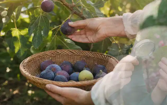 Hand pflückt eine reife Feige über einem flachen Korb mit Früchten; Thema Hochbeet aus Stein, Schwerpunkt Materialwahl; Ausgangslage.