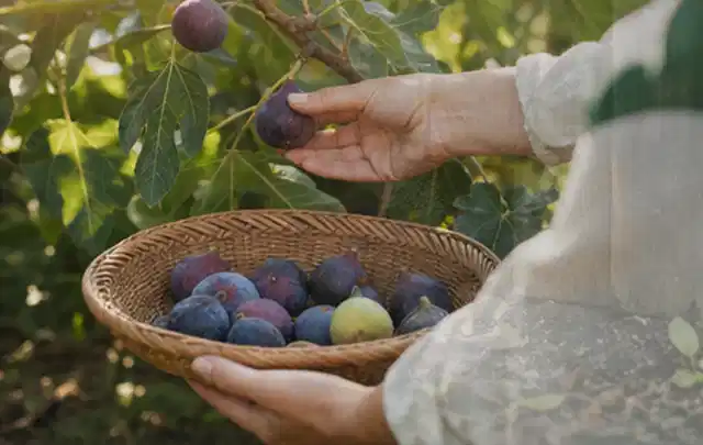 Hand pflückt eine reife Feige über einem flachen Korb mit Früchten; Thema Hochbeet aus Stein, Schwerpunkt Nachhaltigkeit; Umsetzung.