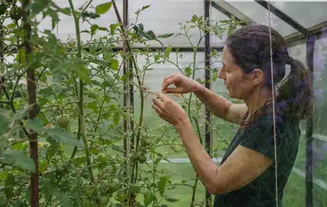 Person bindet junge Tomatentriebe in einem privaten Gewächshaus vorsichtig an; Thema Hochbeet aus Stein, Schwerpunkt Nachhaltigkeit; Ergebnis.