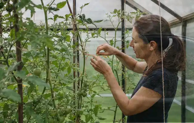 Person bindet junge Tomatentriebe in einem privaten Gewächshaus vorsichtig an; Thema Hochbeet aus Stein, Schwerpunkt Pflege; Umsetzung.