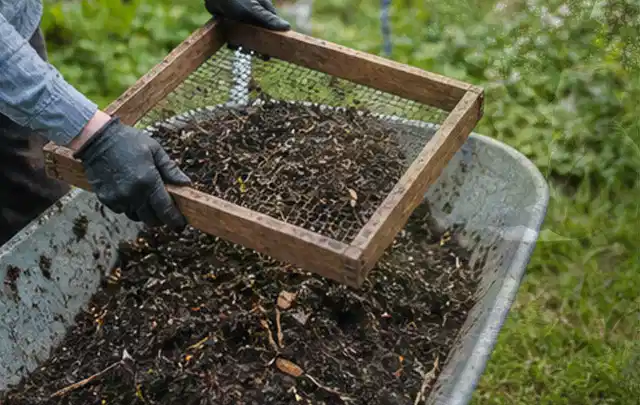 Behandschuhte Hände sieben reifen Kompost über einer Gartenschubkarre; Thema Hochbeet aus Stein, Schwerpunkt Pflege; Kontrolle.