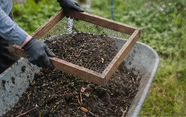 Behandschuhte Hände sieben reifen Kompost über einer Gartenschubkarre; Thema Hochbeet aus Stein, Schwerpunkt Standort; Kontrolle.