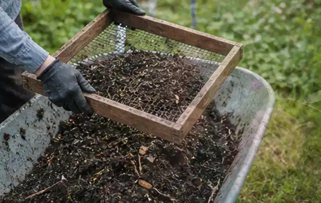 Behandschuhte Hände sieben reifen Kompost über einer Gartenschubkarre; Thema Hochbeet aus Stein, Schwerpunkt Winterschutz; Umsetzung.