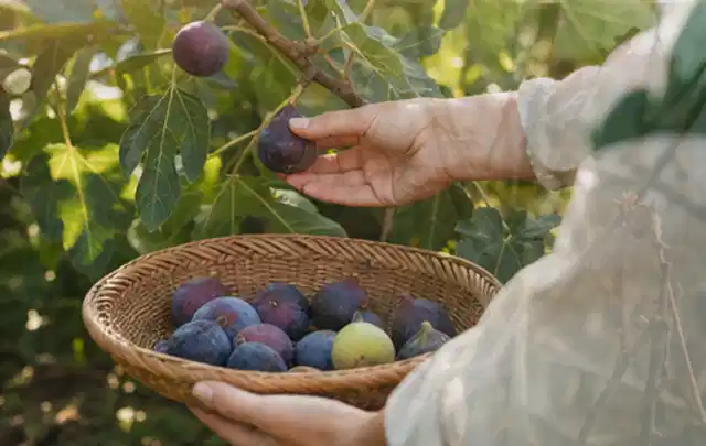 Hand pflückt eine reife Feige über einem flachen Korb mit Früchten; Thema Hochbeet aus Stein, Schwerpunkt Winterschutz; Praxisalltag.