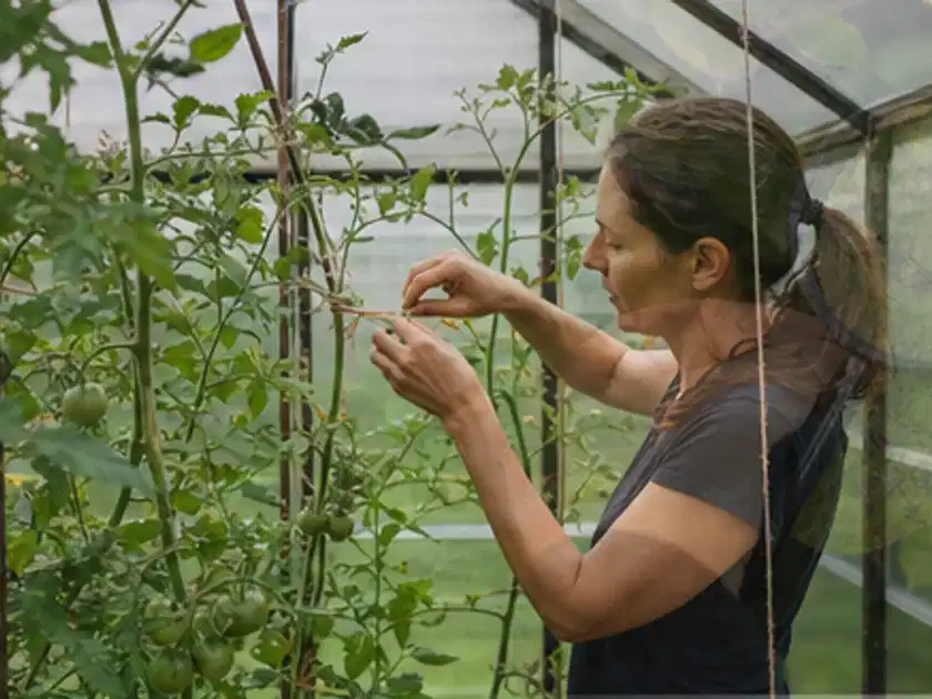 Person bindet junge Tomatentriebe in einem privaten Gewächshaus vorsichtig an; Thema Hochbeet Befüllung, Schwerpunkt Fehlerhilfe; Titelbild.