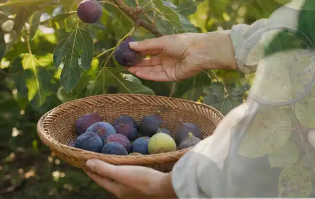 Hand pflückt eine reife Feige über einem flachen Korb mit Früchten; Thema Hochbeet Befüllung, Schwerpunkt Fehlerhilfe; Ausgangslage.