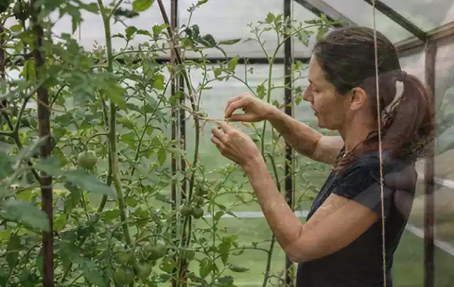 Person bindet junge Tomatentriebe in einem privaten Gewächshaus vorsichtig an; Thema Hochbeet Befüllung, Schwerpunkt Materialwahl; Ergebnis.