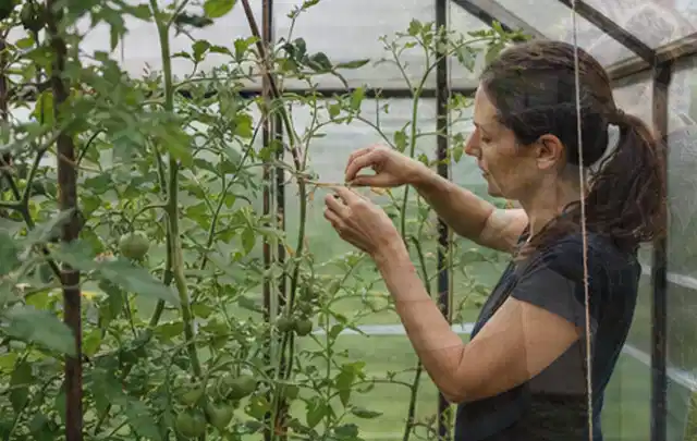 Person bindet junge Tomatentriebe in einem privaten Gewächshaus vorsichtig an; Thema Hochbeet Befüllung, Schwerpunkt Nachhaltigkeit; Praxisalltag.