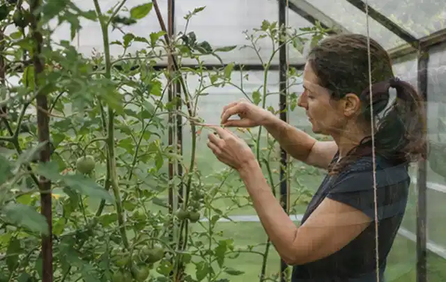 Person bindet junge Tomatentriebe in einem privaten Gewächshaus vorsichtig an; Thema Hochbeet Bewässerung, Schwerpunkt Checkliste; Umsetzung.