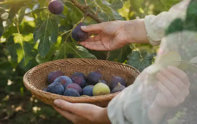 Hand pflückt eine reife Feige über einem flachen Korb mit Früchten; Thema Hochbeet Bewässerung, Schwerpunkt Checkliste; Kontrolle.