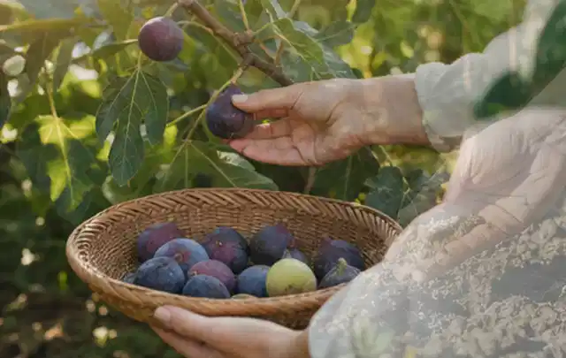 Hand pflückt eine reife Feige über einem flachen Korb mit Früchten; Thema Hochbeet Bewässerung, Schwerpunkt Fehlerhilfe; Kontrolle.