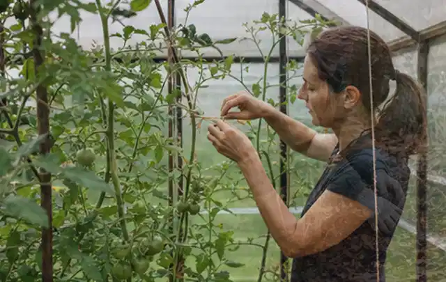 Person bindet junge Tomatentriebe in einem privaten Gewächshaus vorsichtig an; Thema Hochbeet Bewässerung, Schwerpunkt Fehlerhilfe; Praxisalltag.