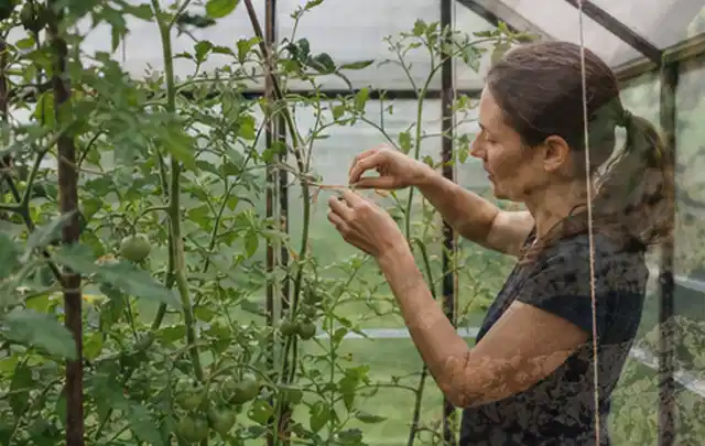 Person bindet junge Tomatentriebe in einem privaten Gewächshaus vorsichtig an; Thema Hochbeet Bewässerung, Schwerpunkt Kosten; Ergebnis.