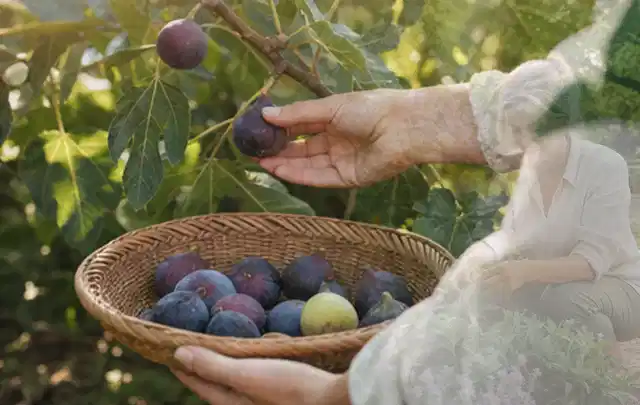 Hand pflückt eine reife Feige über einem flachen Korb mit Früchten; Thema Hochbeet Bewässerung, Schwerpunkt Nachhaltigkeit; Praxisalltag.