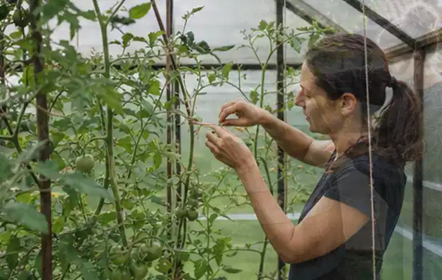 Person bindet junge Tomatentriebe in einem privaten Gewächshaus vorsichtig an; Thema Hochbeet Bewässerung, Schwerpunkt Planung; Ausgangslage.