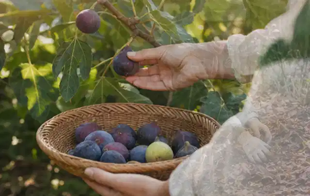 Hand pflückt eine reife Feige über einem flachen Korb mit Früchten; Thema Hochbeet Bewässerung, Schwerpunkt Planung; Ergebnis.