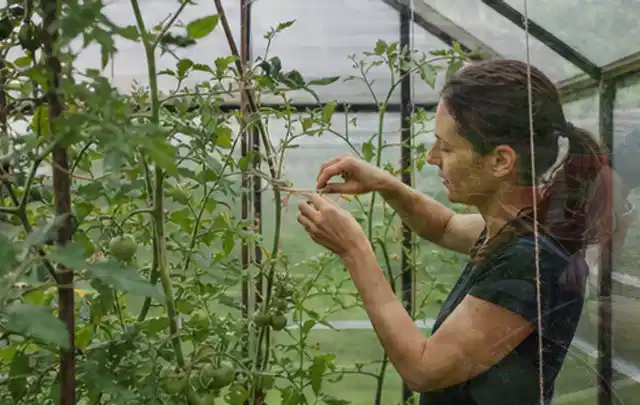 Person bindet junge Tomatentriebe in einem privaten Gewächshaus vorsichtig an; Thema Hochbeet für den Balkon, Schwerpunkt Baurecht; Ausgangslage.