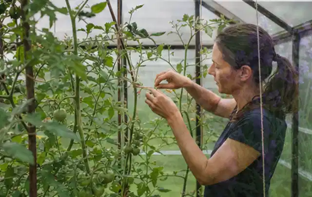 Person bindet junge Tomatentriebe in einem privaten Gewächshaus vorsichtig an; Thema Hochbeet für den Balkon, Schwerpunkt Checkliste; Kontrolle.