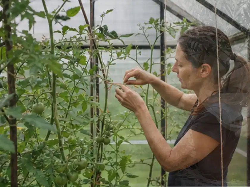 Person bindet junge Tomatentriebe in einem privaten Gewächshaus vorsichtig an; Thema Hochbeet für den Balkon, Schwerpunkt Dimensionierung; Titelbild.