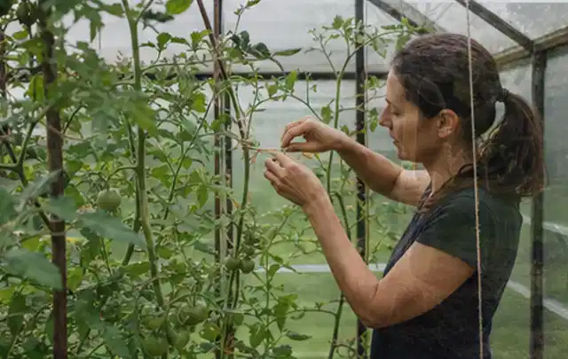 Person bindet junge Tomatentriebe in einem privaten Gewächshaus vorsichtig an; Thema Hochbeet für den Balkon, Schwerpunkt DIY; Ergebnis.