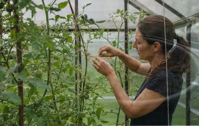 Person bindet junge Tomatentriebe in einem privaten Gewächshaus vorsichtig an; Thema Hochbeet für den Balkon, Schwerpunkt Fehlerhilfe; Umsetzung.
