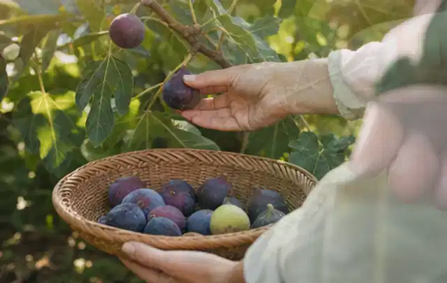 Hand pflückt eine reife Feige über einem flachen Korb mit Früchten; Thema Hochbeet für den Balkon, Schwerpunkt Gärten mit kleiner Fläche; Praxisalltag.