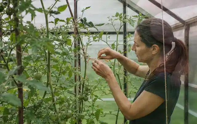 Person bindet junge Tomatentriebe in einem privaten Gewächshaus vorsichtig an; Thema Hochbeet für den Balkon, Schwerpunkt Nachhaltigkeit; Ergebnis.