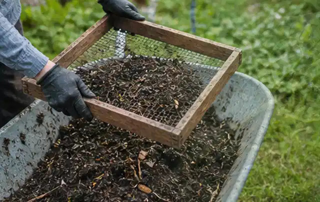 Behandschuhte Hände sieben reifen Kompost über einer Gartenschubkarre; Thema Hochbeet für den Balkon, Schwerpunkt Pflege; Ergebnis.