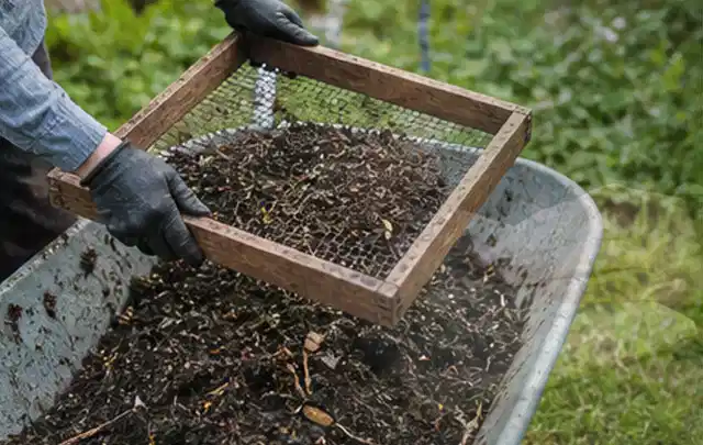 Behandschuhte Hände sieben reifen Kompost über einer Gartenschubkarre; Thema Hochbeet für den Balkon, Schwerpunkt Standort; Kontrolle.