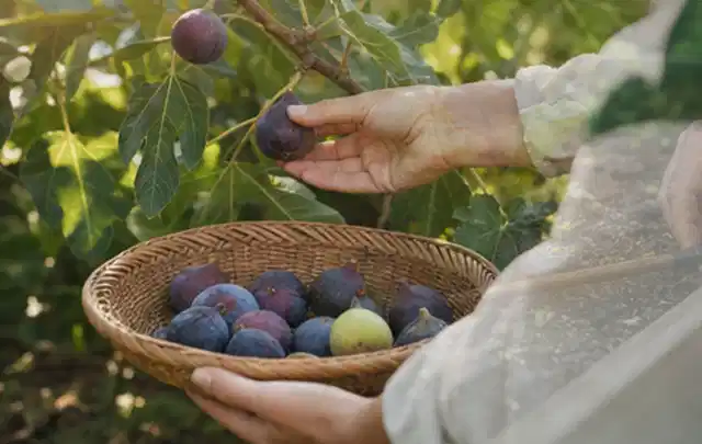 Hand pflückt eine reife Feige über einem flachen Korb mit Früchten; Thema Hochbeet für den Balkon, Schwerpunkt Winterschutz; Umsetzung.
