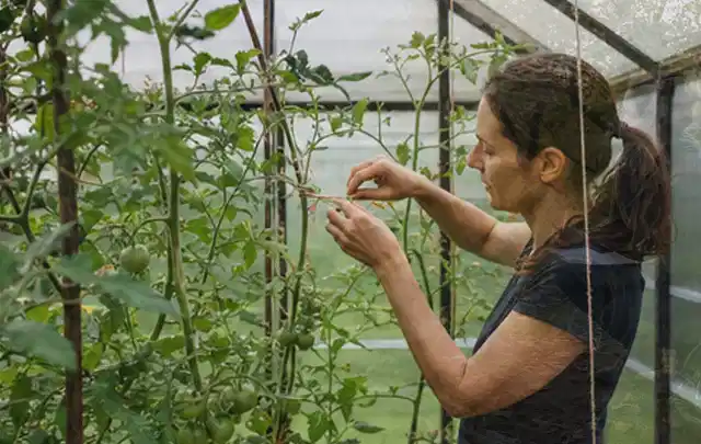 Person bindet junge Tomatentriebe in einem privaten Gewächshaus vorsichtig an; Thema Hochbeet Pflege, Schwerpunkt Checkliste; Ergebnis.