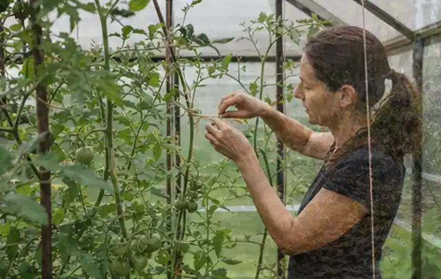 Person bindet junge Tomatentriebe in einem privaten Gewächshaus vorsichtig an; Thema Hochbeet Pflege, Schwerpunkt Fehlerhilfe; Ergebnis.