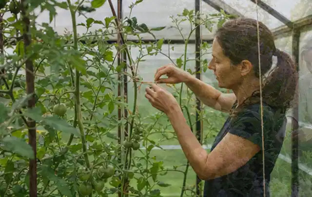 Person bindet junge Tomatentriebe in einem privaten Gewächshaus vorsichtig an; Thema Hochbeet Pflege, Schwerpunkt Hochbeete; Ausgangslage.