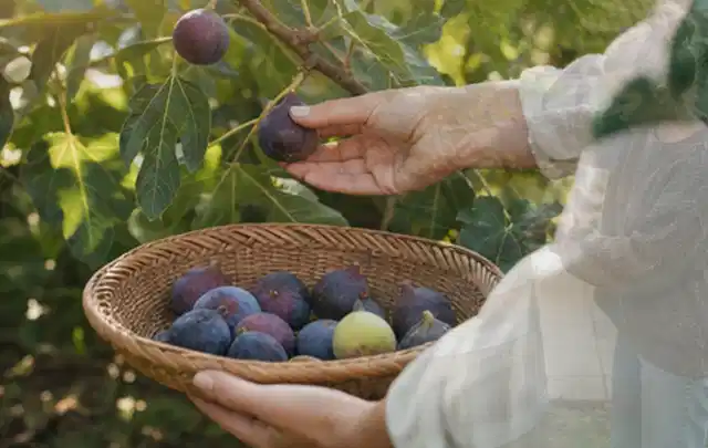 Hand pflückt eine reife Feige über einem flachen Korb mit Früchten; Thema Hochbeet Pflege, Schwerpunkt Hochbeete; Ergebnis.
