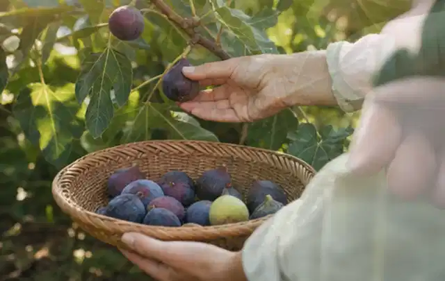 Hand pflückt eine reife Feige über einem flachen Korb mit Früchten; Thema Hochbeet Pflege, Schwerpunkt Nachhaltigkeit; Praxisalltag.
