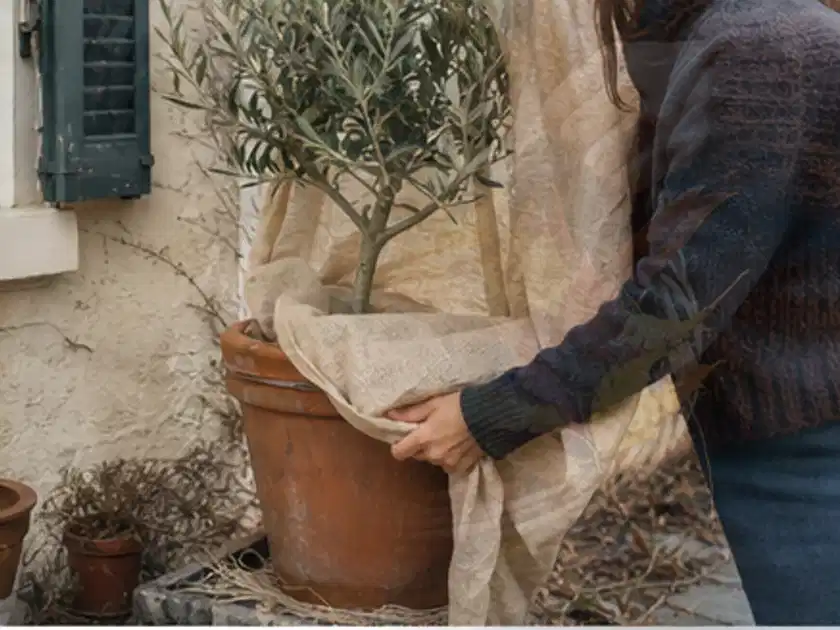 Person umhüllt eine mediterrane Kübelpflanze mit atmungsaktivem Winterschutz; Thema Hochbeet Pflege, Schwerpunkt Winterschutz; Titelbild.
