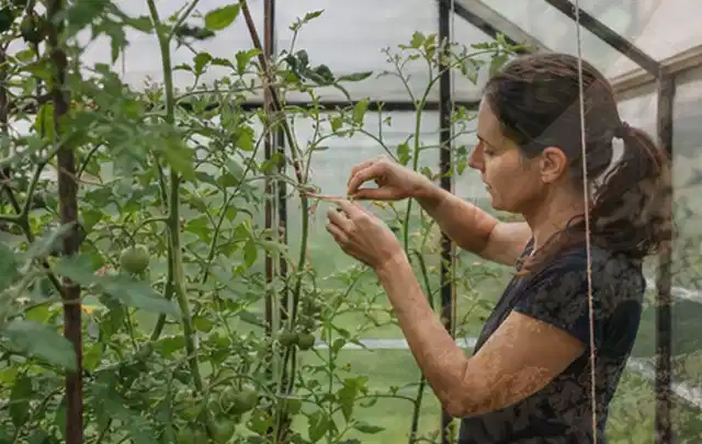 Person bindet junge Tomatentriebe in einem privaten Gewächshaus vorsichtig an; Thema Hochbeete, Schwerpunkt Themenwelt; Umsetzung.