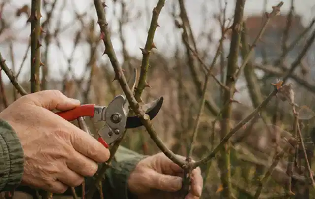Hände schneiden einen älteren Rosenstrauch mit einer sauberen Gartenschere; Thema Hochdruckreiniger, Schwerpunkt Bestenliste; Praxisalltag.