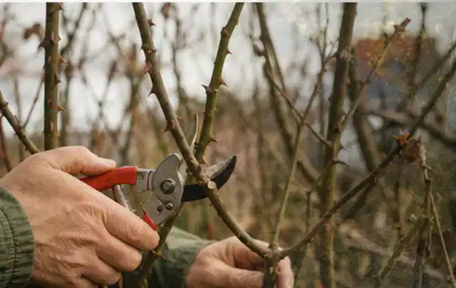 Hände schneiden einen älteren Rosenstrauch mit einer sauberen Gartenschere; Thema Hochdruckreiniger, Schwerpunkt Checkliste; Umsetzung.