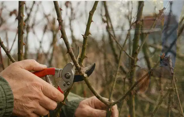 Hände schneiden einen älteren Rosenstrauch mit einer sauberen Gartenschere; Thema Hochdruckreiniger, Schwerpunkt Dimensionierung; Kontrolle.