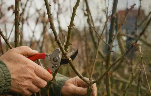 Hände schneiden einen älteren Rosenstrauch mit einer sauberen Gartenschere; Thema Hochdruckreiniger, Schwerpunkt Ersatzteile; Ergebnis.