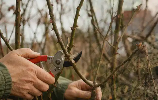Hände schneiden einen älteren Rosenstrauch mit einer sauberen Gartenschere; Thema Hochdruckreiniger, Schwerpunkt Fehlerhilfe; Umsetzung.