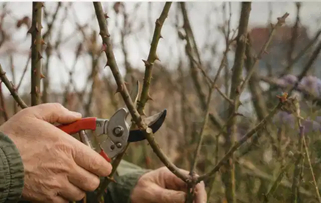 Hände schneiden einen älteren Rosenstrauch mit einer sauberen Gartenschere; Thema Hochdruckreiniger, Schwerpunkt Gärten mit kleiner Fläche; Ergebnis.