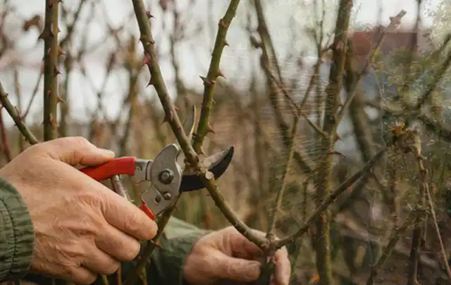 Hände schneiden einen älteren Rosenstrauch mit einer sauberen Gartenschere; Thema Hochdruckreiniger, Schwerpunkt Kaufberatung; Umsetzung.