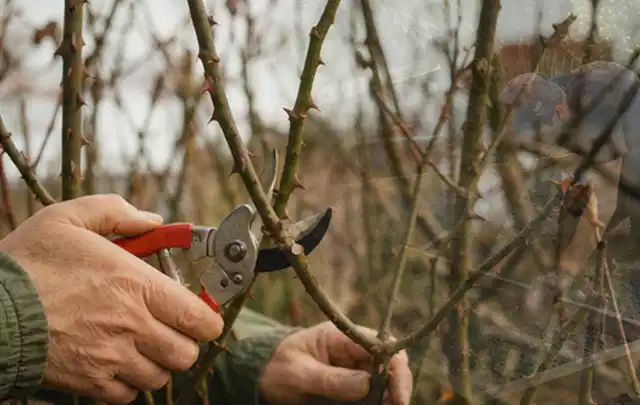 Hände schneiden einen älteren Rosenstrauch mit einer sauberen Gartenschere; Thema Hochdruckreiniger, Schwerpunkt Kosten; Umsetzung.