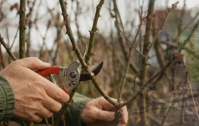 Hände schneiden einen älteren Rosenstrauch mit einer sauberen Gartenschere; Thema Hochdruckreiniger, Schwerpunkt Nachhaltigkeit; Kontrolle.