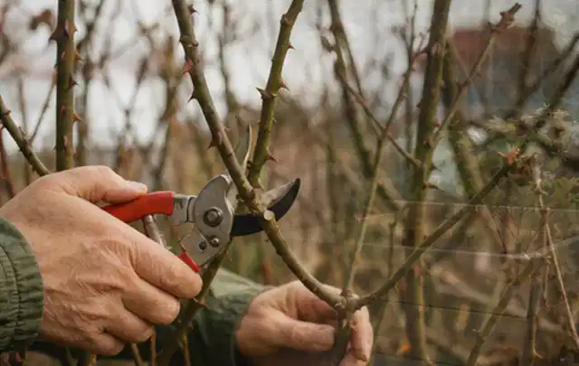Hände schneiden einen älteren Rosenstrauch mit einer sauberen Gartenschere; Thema Hochdruckreiniger, Schwerpunkt Reinigung; Kontrolle.