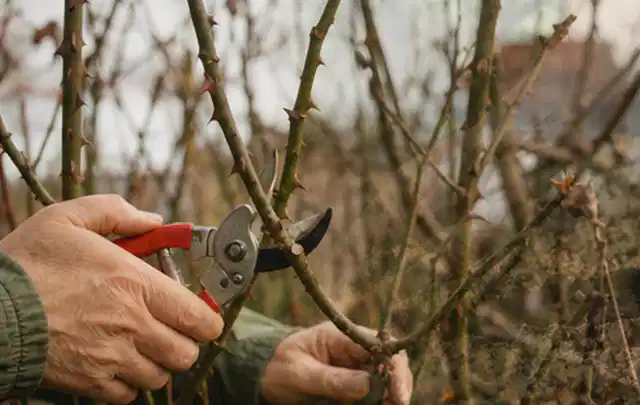 Hände schneiden einen älteren Rosenstrauch mit einer sauberen Gartenschere; Thema Hochdruckreiniger, Schwerpunkt Reparatur; Ergebnis.