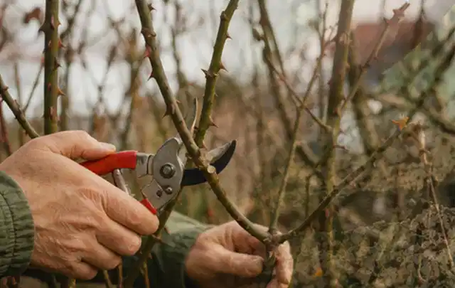 Hände schneiden einen älteren Rosenstrauch mit einer sauberen Gartenschere; Thema Hochdruckreiniger, Schwerpunkt Sicherheit; Kontrolle.