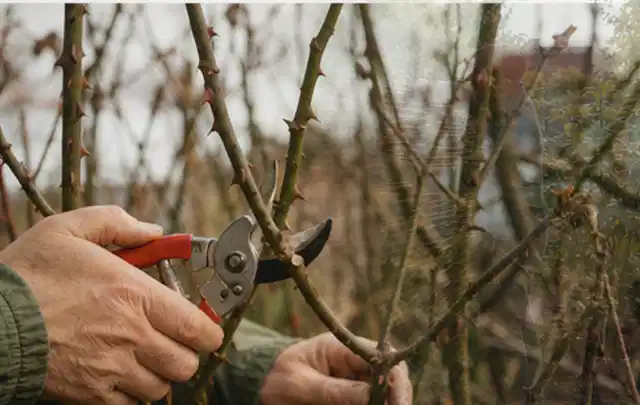 Hände schneiden einen älteren Rosenstrauch mit einer sauberen Gartenschere; Thema Hochdruckreiniger, Schwerpunkt Systemvergleich; Praxisalltag.